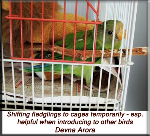 Devna Arora - Shifting fledgling birds to a cage